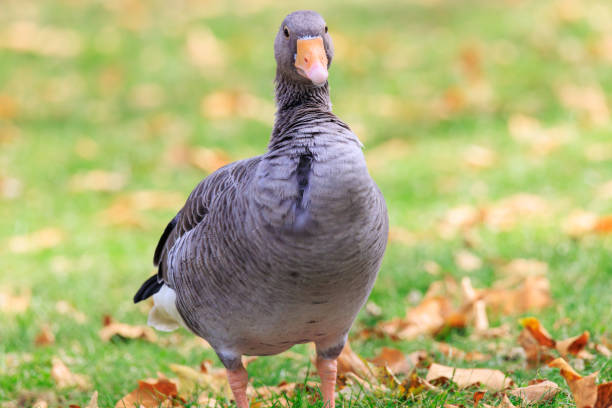 Close up portrait of Greylag or Graylag goose in a feeding on grass in a field