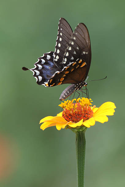 istock butterfly on zinnia 183386934