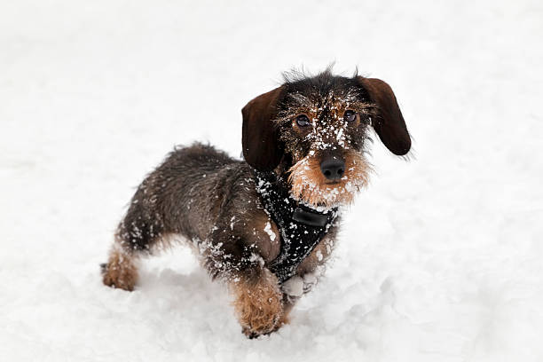 Wirehaired Bassotto cucciolo giocare nella neve (XXL - foto stock