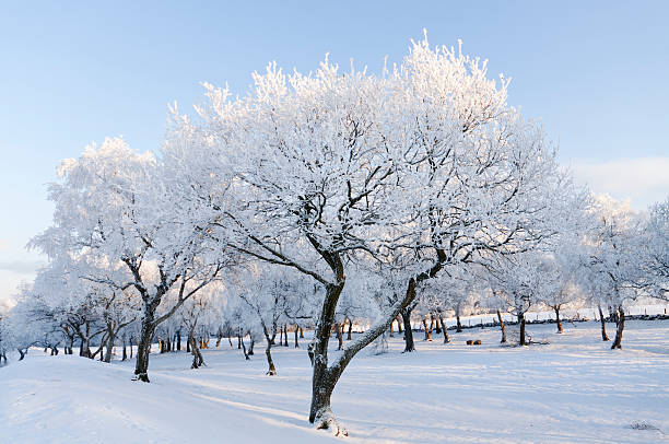 istock Winter frost covered trees. 183386999