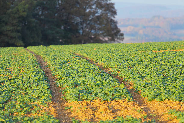 istock tractor tracks in field at sunset 183387479