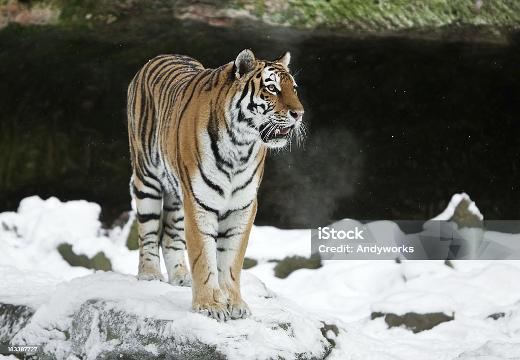 Sibirischer Tiger im Winter - Lizenzfrei Tiger Stock-Foto