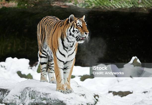 Sibirischer Tiger Im Winter Stockfoto und mehr Bilder von Tiger - Tiger, Schnee, Winter