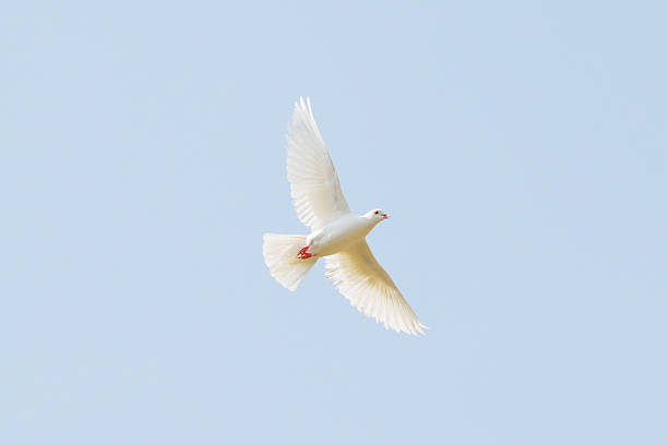 White pigeon stock photo