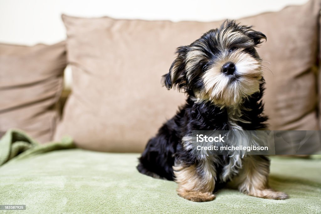 Pouco curioso cachorrinho - Royalty-free Cachorrinho Foto de stock