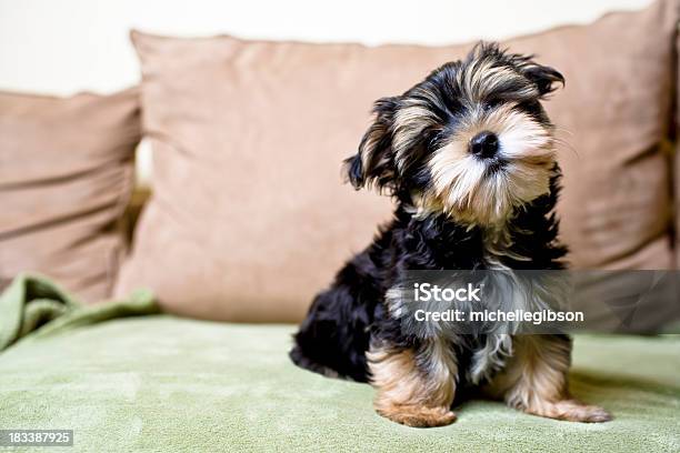 Pouco Curioso Cachorrinho - Fotografias de stock e mais imagens de Cachorrinho - Cachorrinho, Yorkshire Terrier, Vida Nova