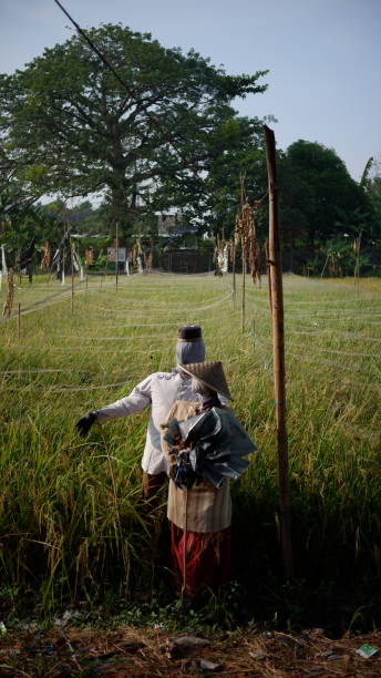 istock human puppets to scare away birds that target rice grains 1833884855