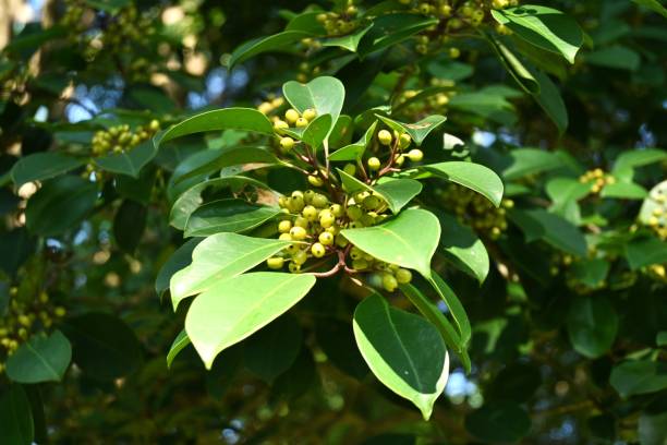 istock Ilex rotunda (Round leaf holly.Kurogane holly) berries. Aquifoliaceae evergreen tree. 1833885878