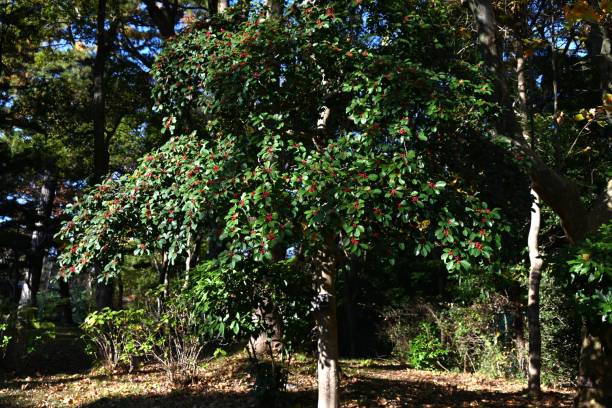 istock Ilex rotunda (Round leaf holly.Kurogane holly) berries. Aquifoliaceae evergreen tree. 1833885880