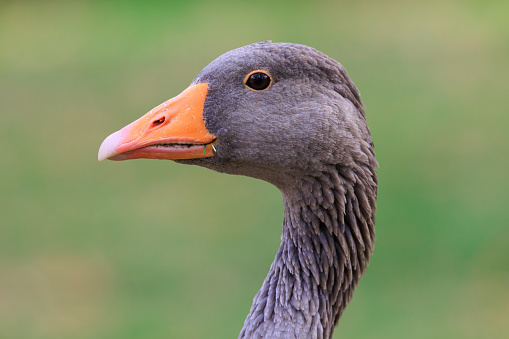 Close up portrait of Greylag or Graylag goose in a feeding on grass in a field