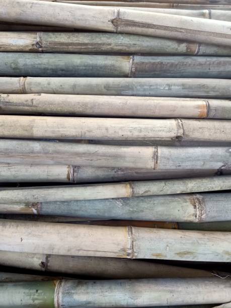 istock Close up of stacked dry bamboo log 1833893087
