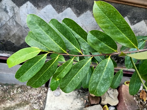 Ficus elastica houseplant