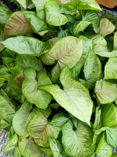 istock Close up of white butterfly plant 1833896172