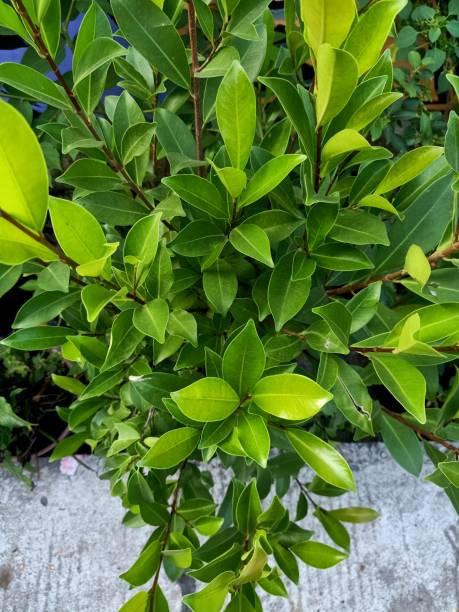 istock Close up of indian laurel plant 1833896177