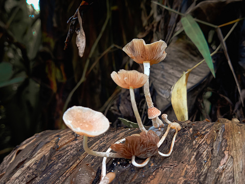 Mushrooms that grow in the rainy season