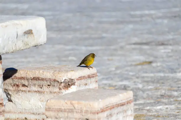 Puna Yellow-Finch bird species in Incahuasi, Salar de Uyuni, Bolivia.