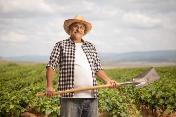 istock Happy mature farmer with a spade on a grapevine field 1833935938