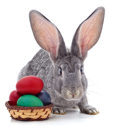 Easter bunny with colored eggs in the basket isolated on a white background.