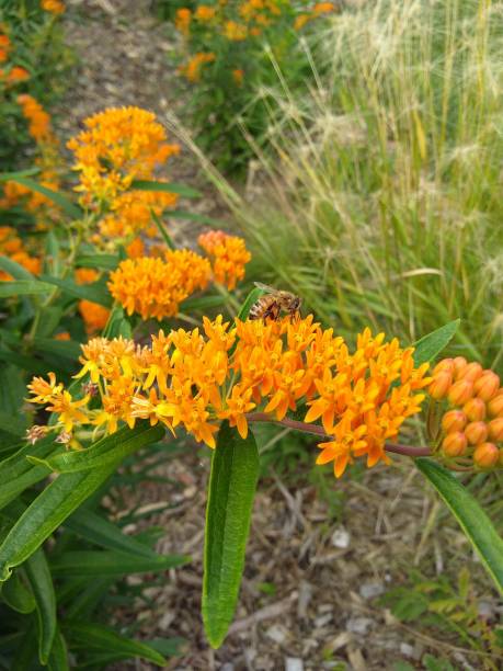 istock Honey bee on butterfly weed 1833962927