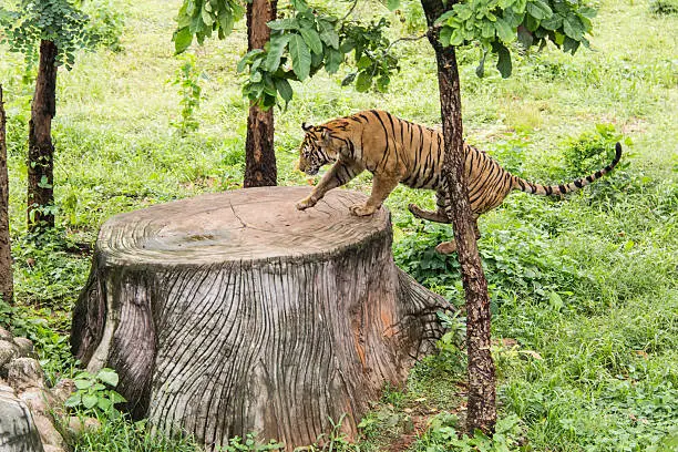 Photo of Bengal tiger
