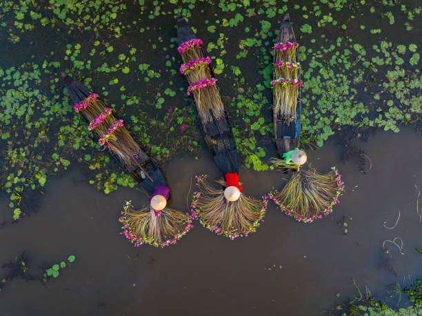 Drone view women is harvesting water lily in Moc Hoa - Long An province, south west Vietnam