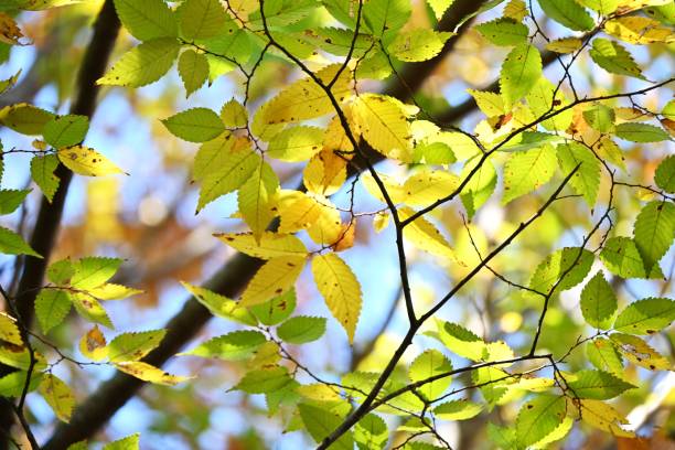 istock Japanese zelkova (Zelkova serrata) yellow leaves. Ulmaceae deciduous tree. 1833985712
