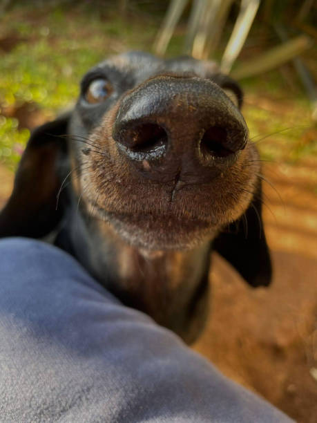 istock dog looking closely at the camera 1833991562