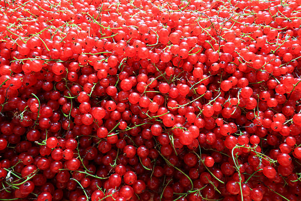 redcurrant as a wall redcurrant as a wall of berries assiduity stock pictures, royalty-free photos & images