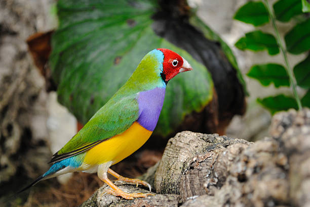 Gouldian Finch Gouldian Finch Latin name Erythrura gouldiae gouldian finch stock pictures, royalty-free photos & images
