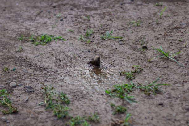 There are rocks in the mud in the middle
