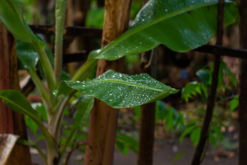 Banana leaves are very wet because of the rain