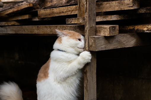 Cute cat standing holding wood