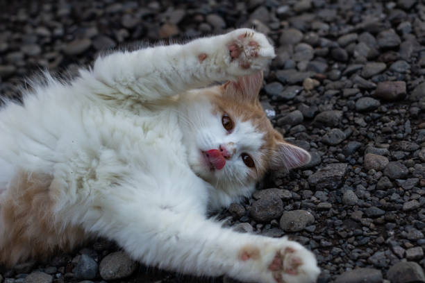 Cute cat lying on the rocks