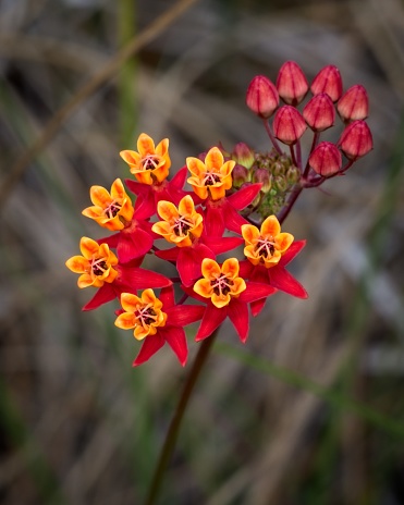 Columbine in blossom