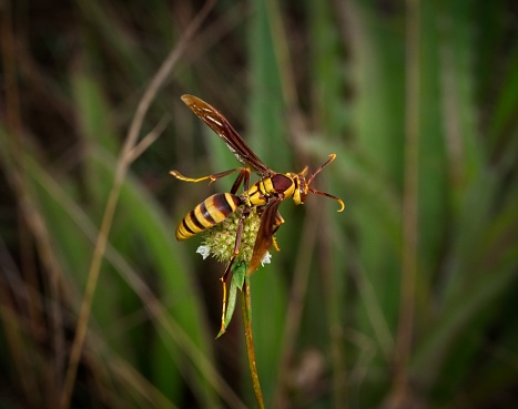 Paper wasp on plant. Polistes dominula.