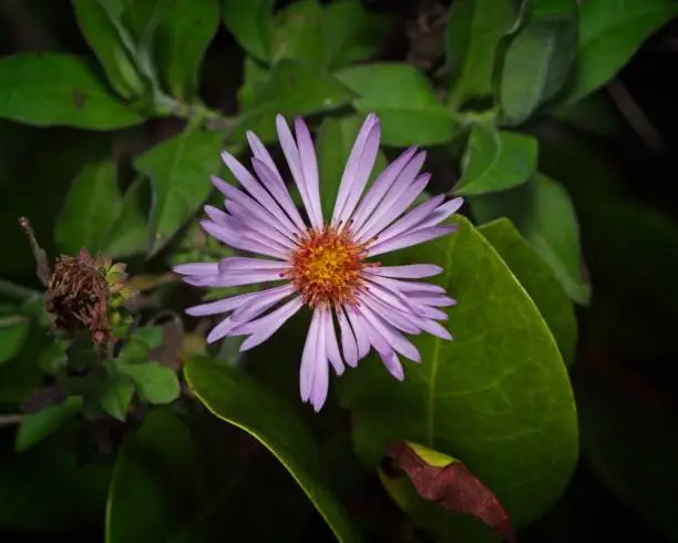 Climbing Aster - Ampelaster carolinianus