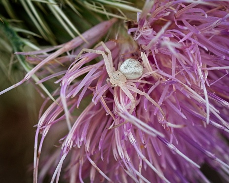 Goldenrod Crab Spider - Misumena vatia