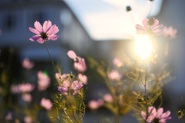 cosmos and morning sun in fall