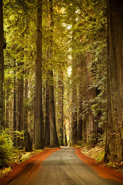 istock Road through the huge Redwood trees 183404633