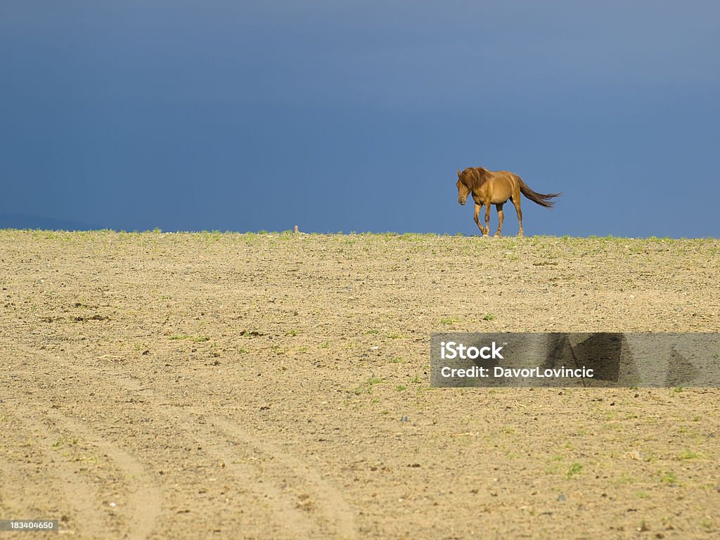 Лошадь в пустыне - Стоковые фото Зелёный цвет роялти-фри