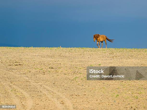 Лошадь В Пустыне — стоковые фотографии и другие картинки Зелёный цвет - Зелёный цвет, Монголия, Полузасушливый