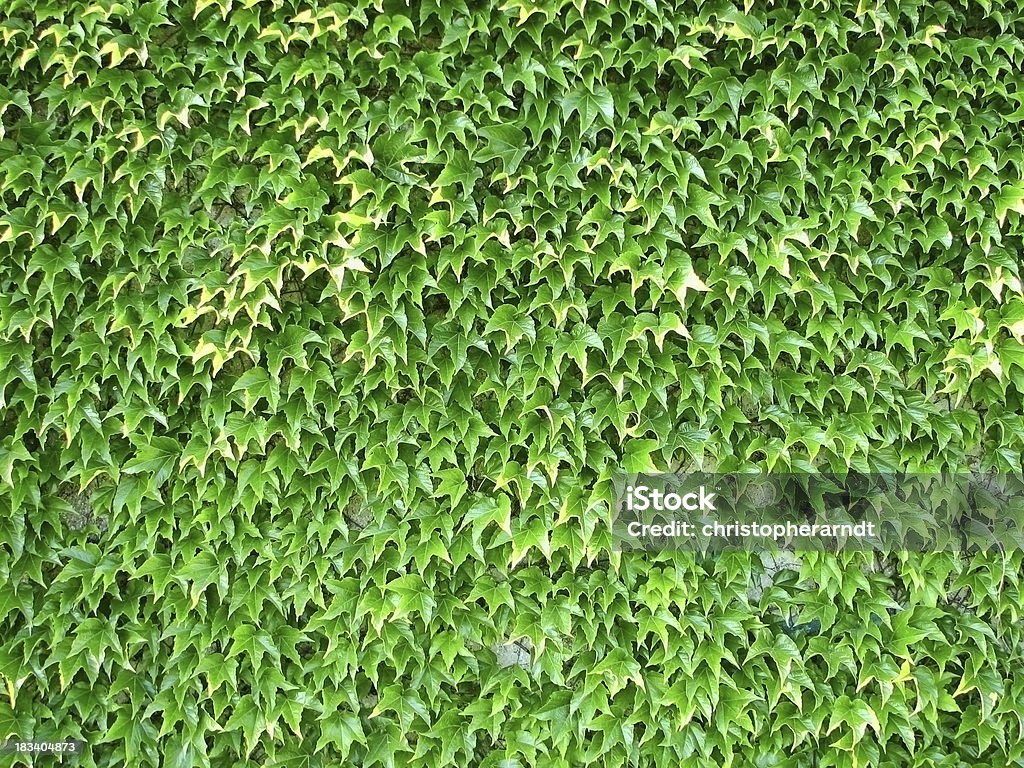 Wand bedeckt mit hellen grünen Boston Ivy - Lizenzfrei Efeu Stock-Foto