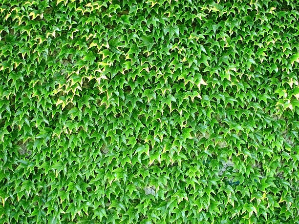 Wand bedeckt mit hellen grünen Boston Ivy – Foto