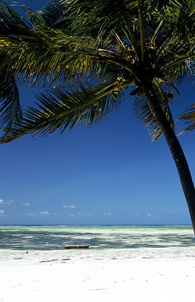 istock Tanzania, Zanzibar, east coast, beach. 183404962