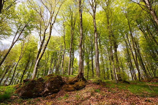 Meighty Spring forest stock photo