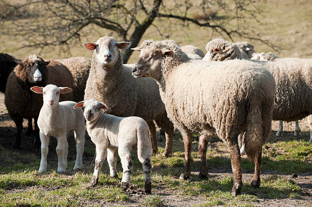 Lambs with mother on field ( Ovis gmelini aries )