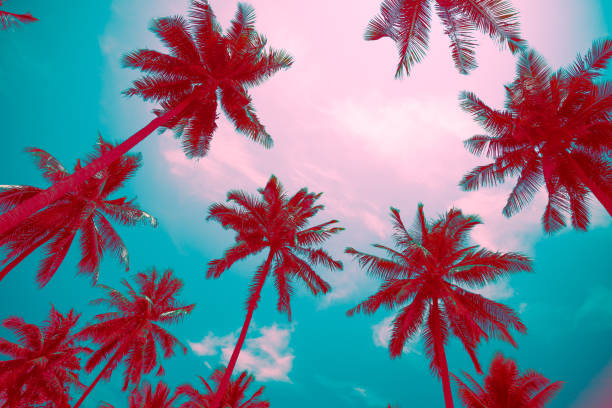 istock Coconut palm trees sunny day from bottom view in colorful tone. 1834056951
