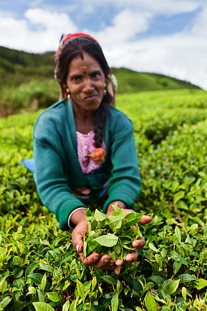 tamil selettori raccolta di foglie di tè dello sri lanka - tea crop picking agriculture women foto e immagini stock