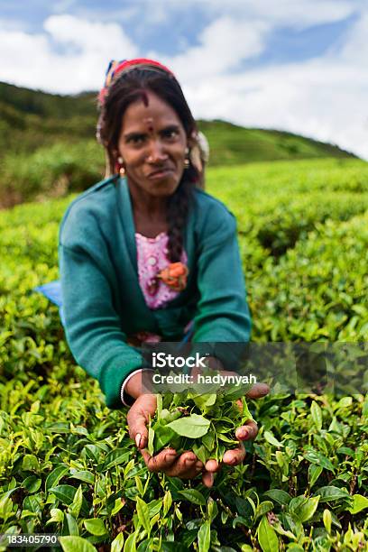 タミルティー採取人の収集がスリランカ - スリランカのストックフォトや画像を多数ご用意 - スリランカ, 作物 お茶, 茶葉