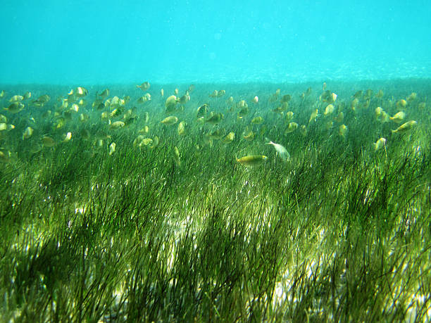 istock Green in Red Sea 183405837